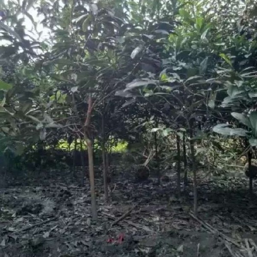 枇杷树