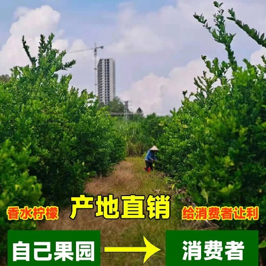 阳春市香水柠檬