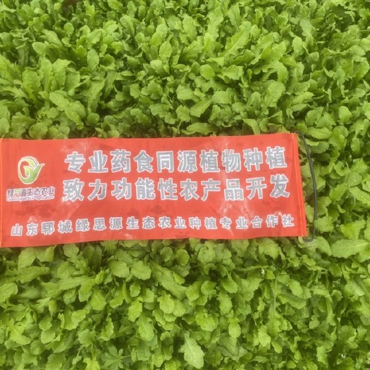 郓城县荠菜 百亩基地 现挖现发 货源充足 品质保证