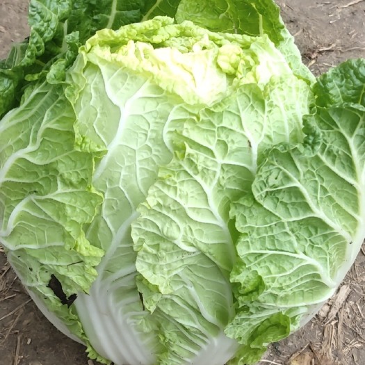 鄢陵县白菜
