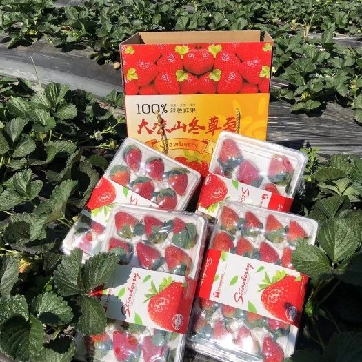 德昌县草莓大果20克起