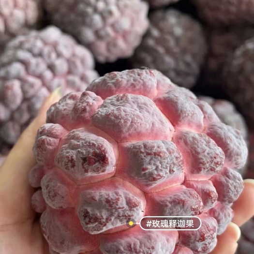 徐闻县一级果 玫瑰红释迦 大果番荔枝