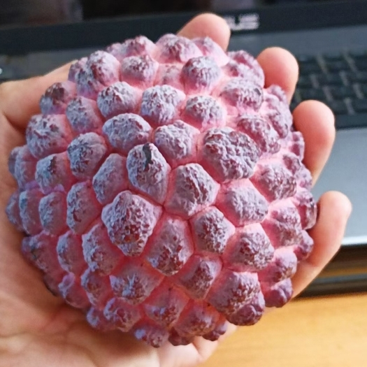 徐闻县统果  玫瑰释迦果 番荔枝红释迦