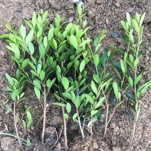 浏阳市蚊木
