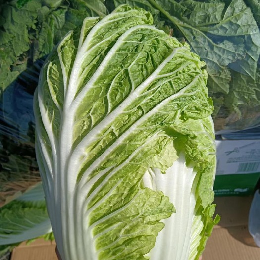 沙洋县黄心大白菜