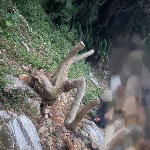 安顺朴树盆景