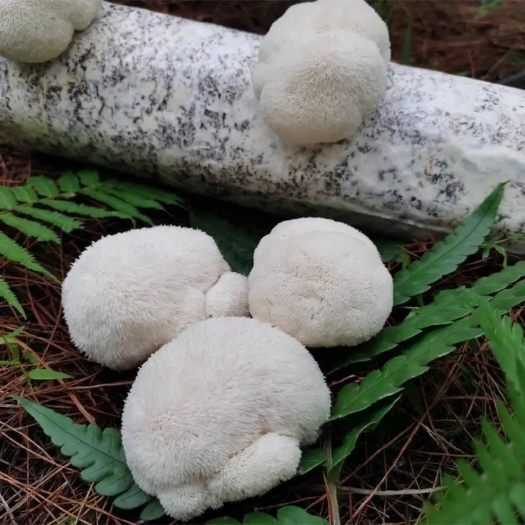 古田县猴头菇菌种