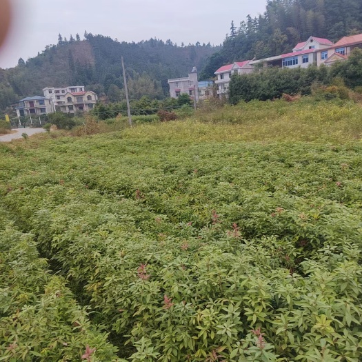 遂川县二年无纺布杯苗