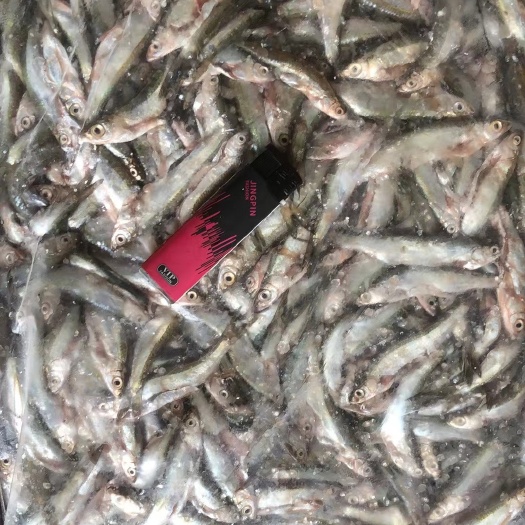 澜沧县云南小白条