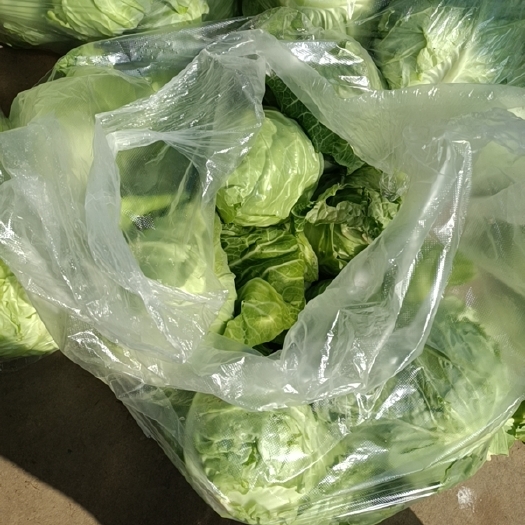 当阳市各种包菜，莴笋蒜苗大量现货供应！
