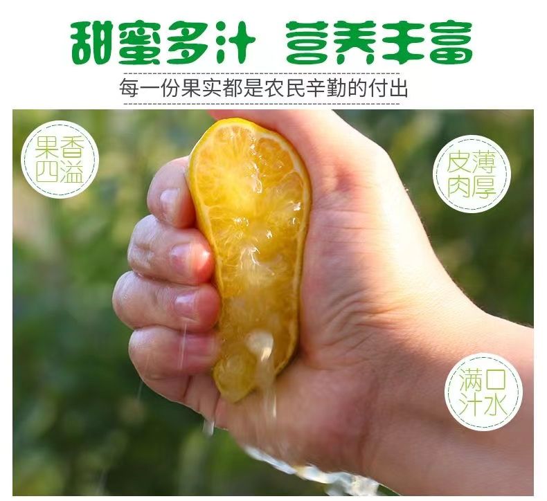 【一件代发】广西皇帝柑新鲜广西贡柑大果当季水果甜橘子蜜橘桔子