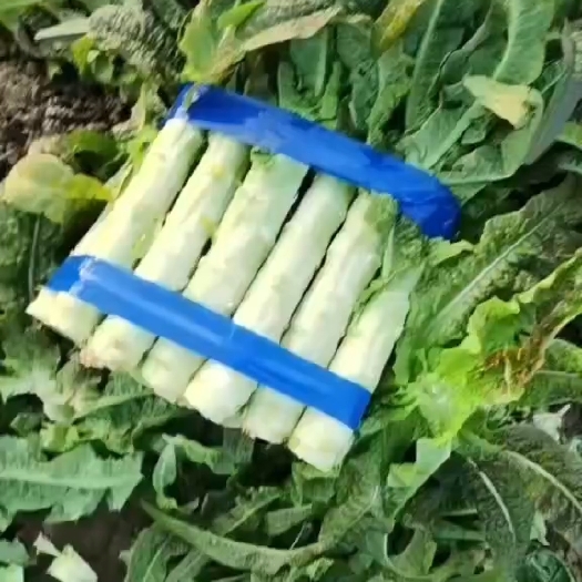 郯城县山东郯城莴笋大量供应，质量保障价格便宜。欢迎采购