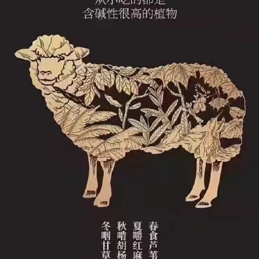 羊肉与冬天最配，清炖，手抓，炒