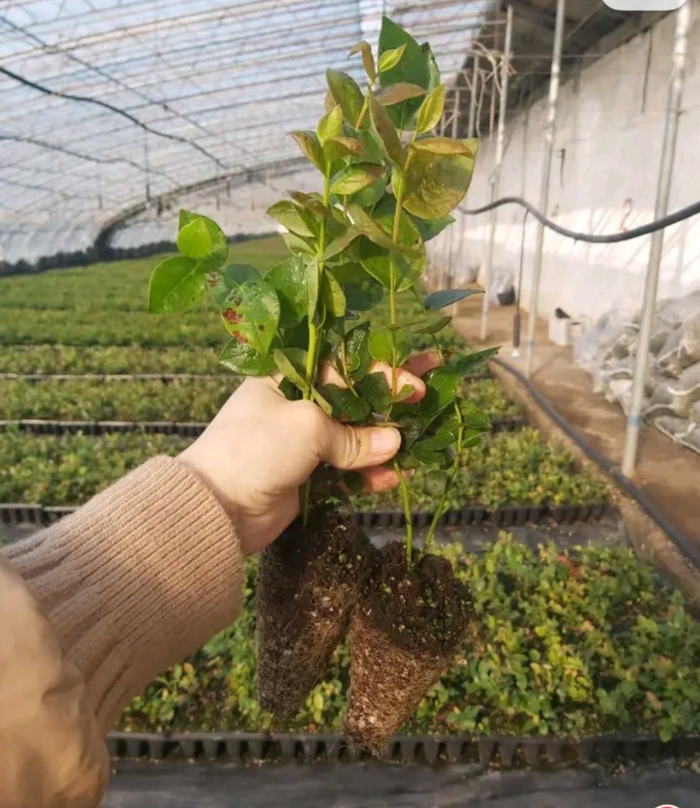 萊克西藍(lán)莓苗南高叢早熟新品種草莓苗一年至五年組培脫毒營養(yǎng)杯苗