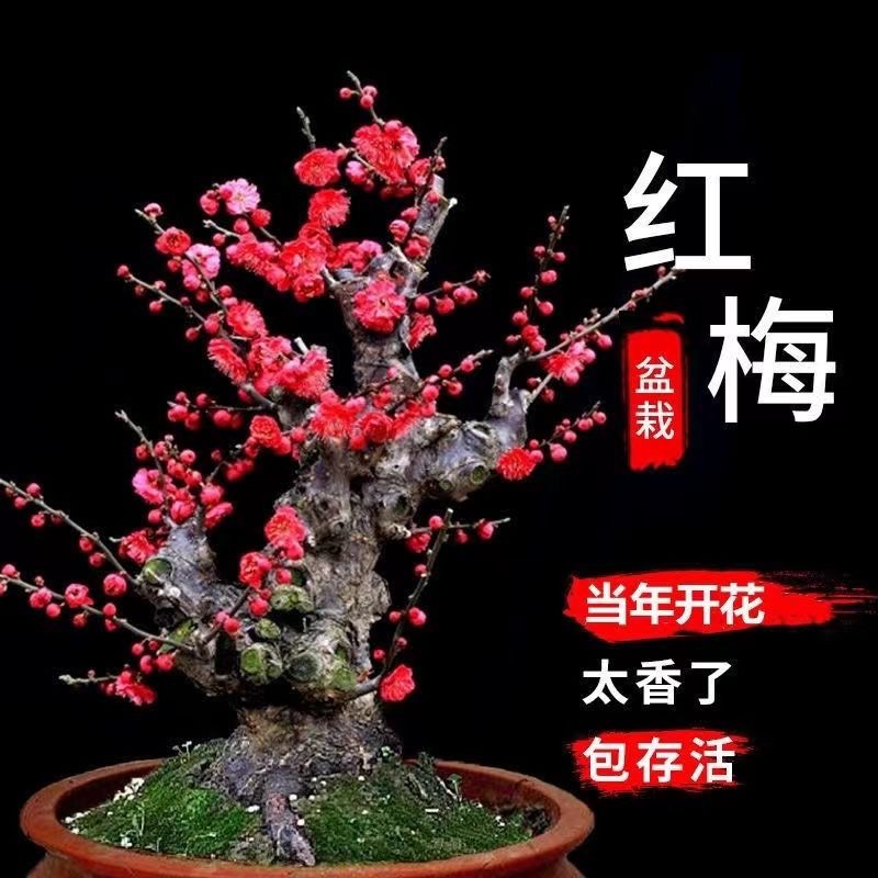 杭州浓香型耐寒四季重瓣梅花室内外盆栽地栽好养易活南北方种植花卉