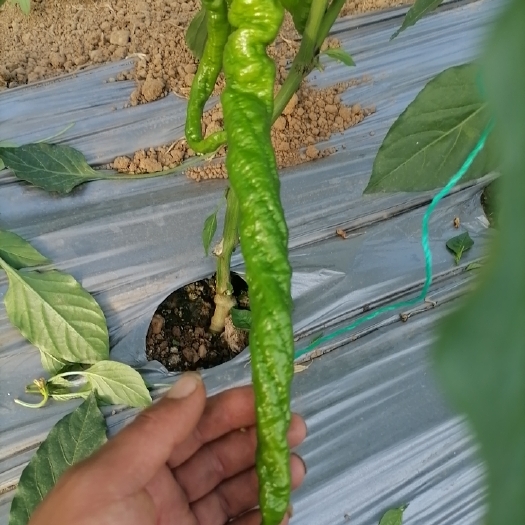 峨山县螺丝椒色好货好便宜量大
