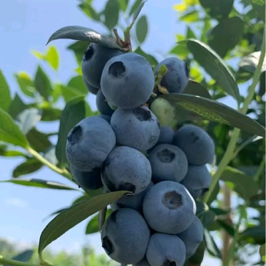 早熟新品种组蓝莓苗：F6，L25，优瑞卡，西班牙42号45号