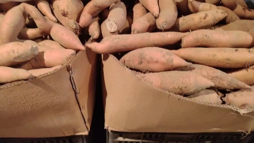 绥德县榆林绥德沙地红薯大量供货