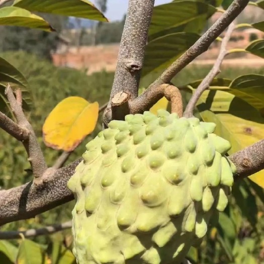 长沙释迦果