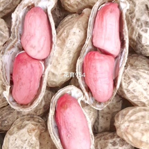 莱西市山东省花生研究所选育花育系列品种