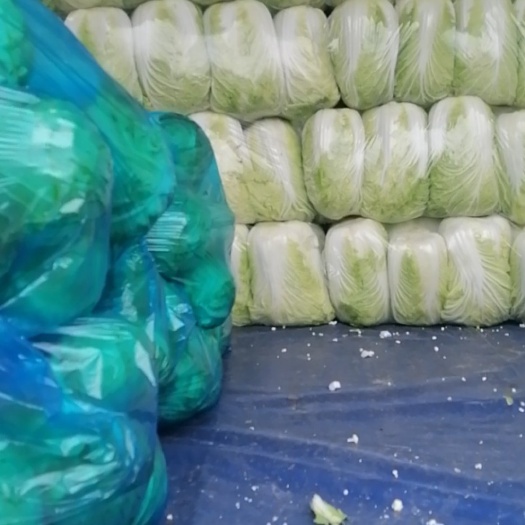 东台市黄心白菜.大叶香菜