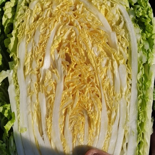 东台市黄心大白菜