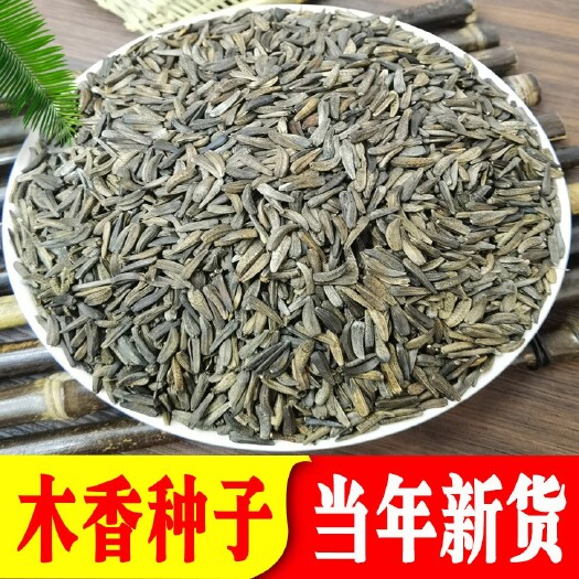 昆明当年【木香种子】1斤/云木香种子广木香新货 高出芽率云南发货