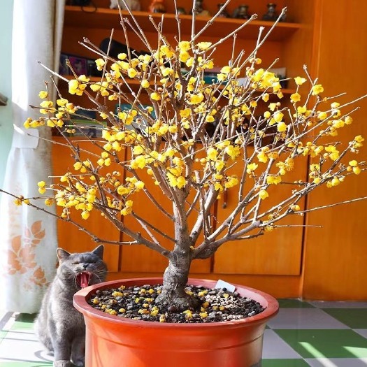 素心腊梅老桩盆栽带花苞植物阳台四季浓香型红梅冬季开花耐寒盆景