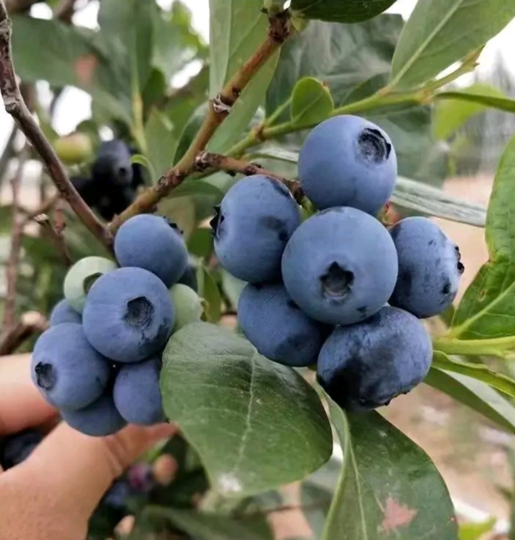 萊克西藍(lán)莓苗南高叢早熟新品種草莓苗一年至五年組培脫毒營養(yǎng)杯苗