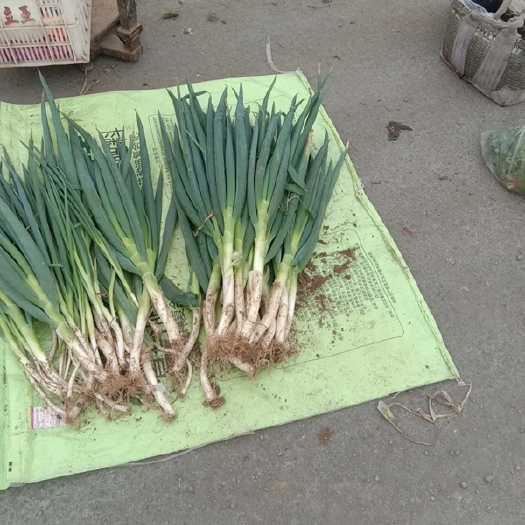 鲁山县鲁山大葱