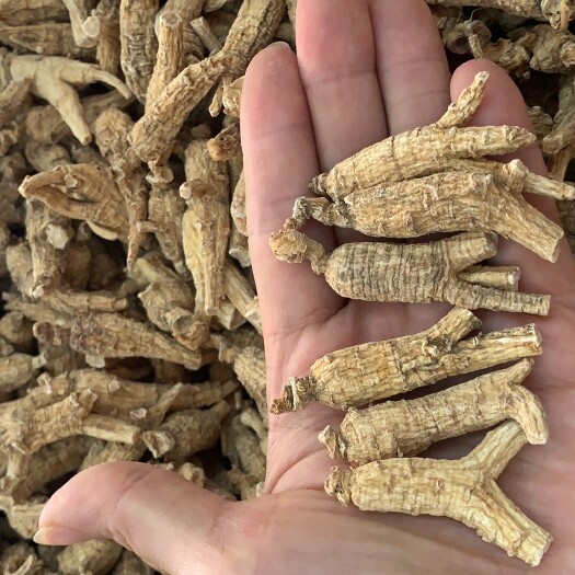 玉林西洋参2克.5克.10克质量保证.大量现货