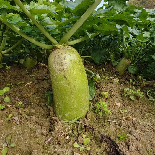 十堰农家肥青萝卜