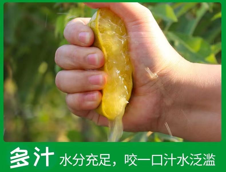 【一件代发】广西皇帝柑新鲜广西贡柑大果当季水果甜橘子蜜橘桔子