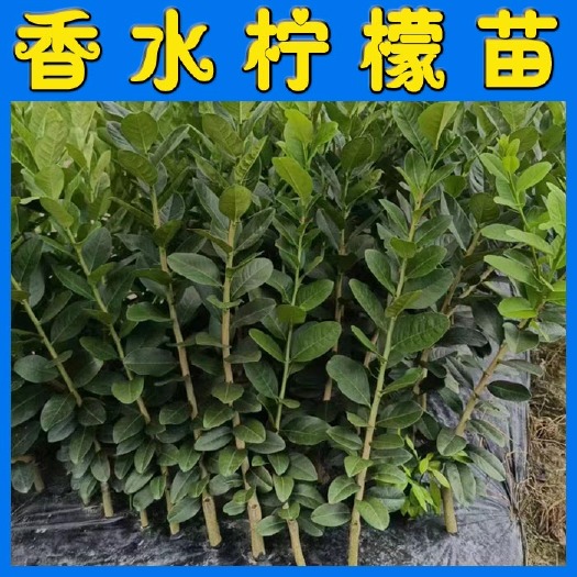 阳朔县广东四季无核香水柠檬苗香水柠檬嫁接苗根系发达苗子粗壮
