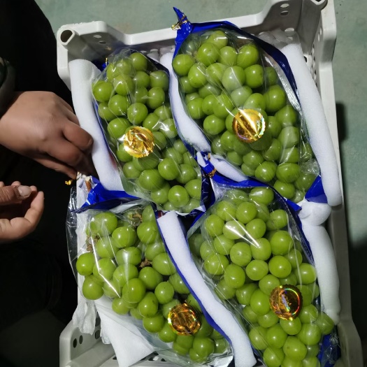 饶阳县精装阳光玫瑰出库