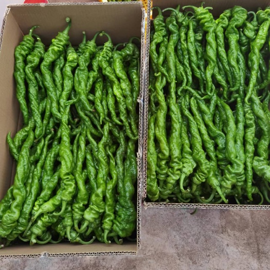 西昌市辣椒，菜椒，小米椒