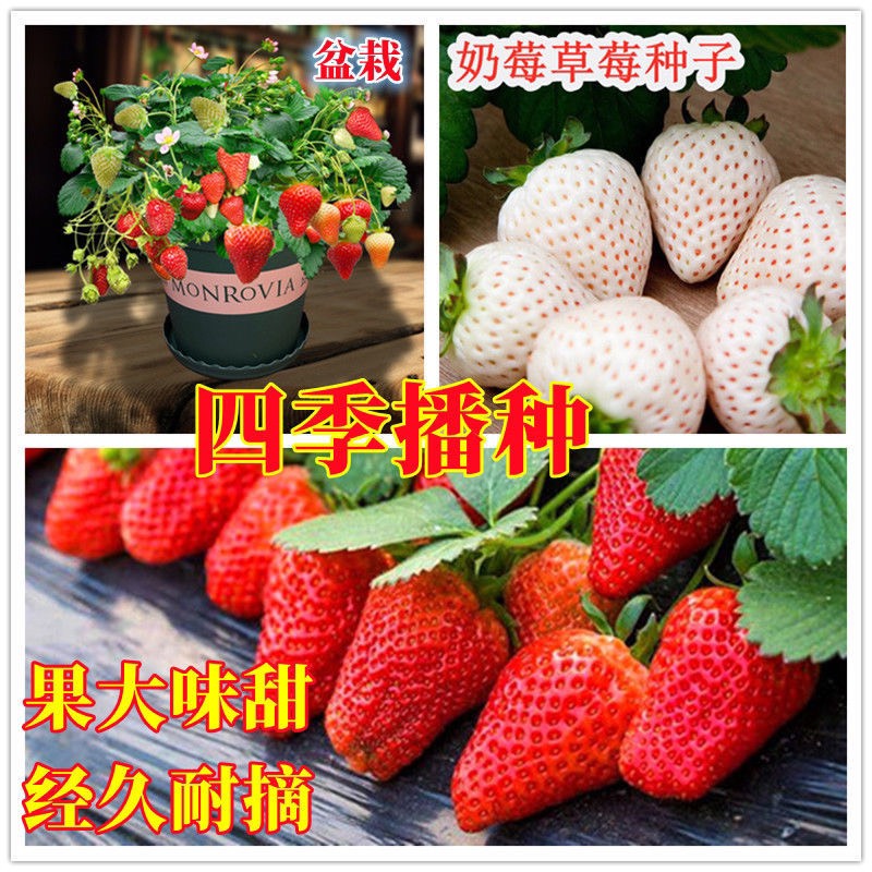 邵东市原装草莓种子四季结果奶油白玉草阳台莓盆栽特大草莓种子籽花种子