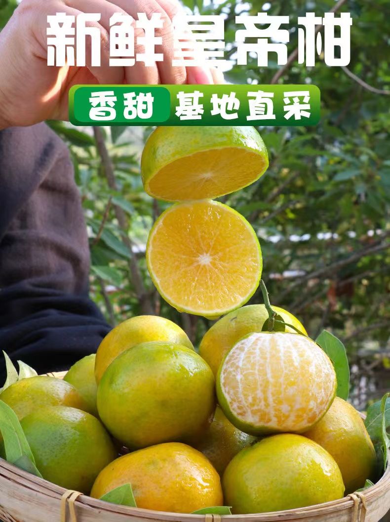 【一件代发】广西皇帝柑新鲜广西贡柑大果当季水果甜橘子蜜橘桔子
