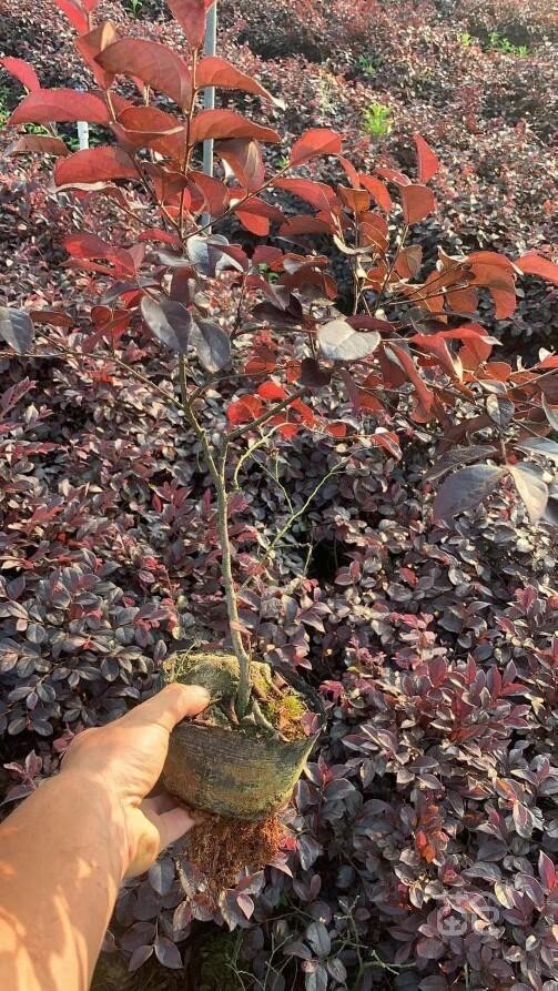 浏阳市红继木