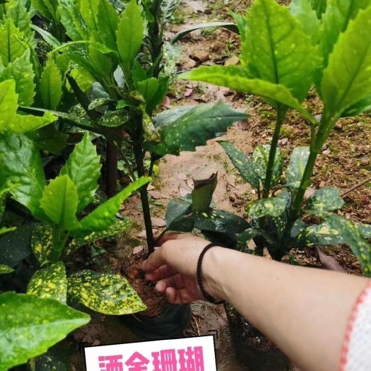 浏阳市洒金珊瑚