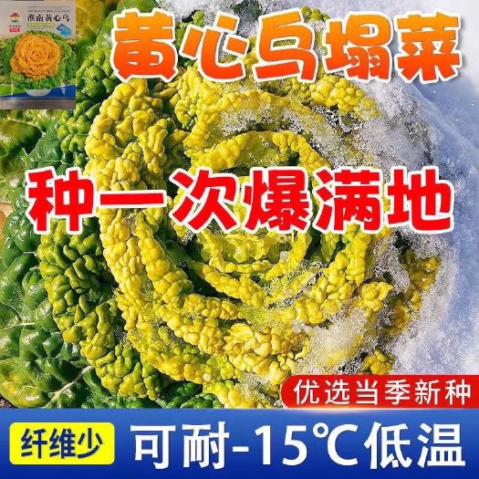 邵东市黄心乌塌菜种抗热耐寒黄心菜籽菊花心菜籽种易种黄金乌蔬菜籽