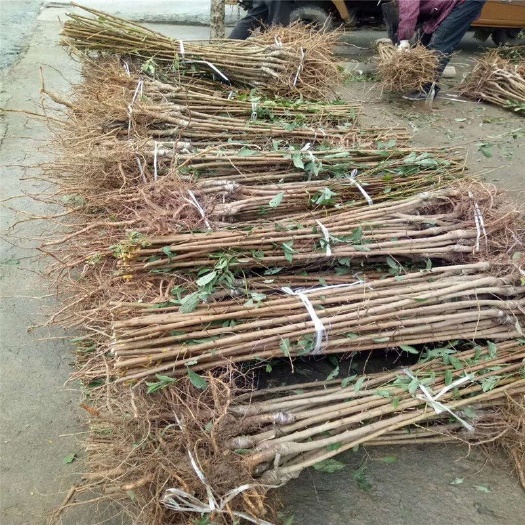 苍溪县五月脆李苗（又名凤凰李）早熟品种，基地直发包品种，保成活率