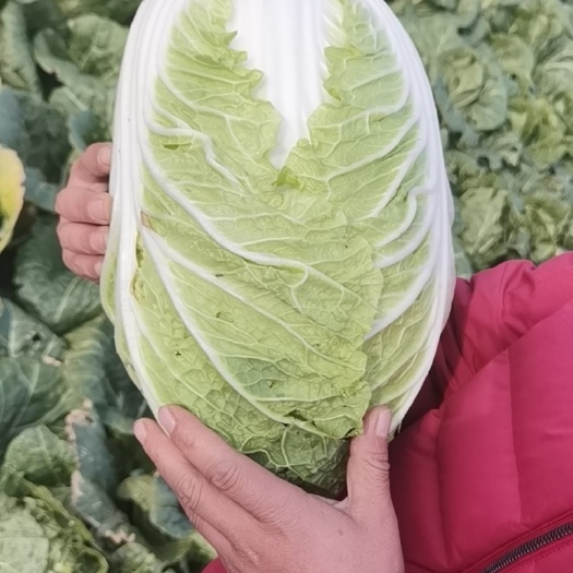 大白菜
