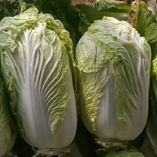 虞城县青杂3号大白菜30亩，白菜芯结实，有大商户来函，价格面议。1