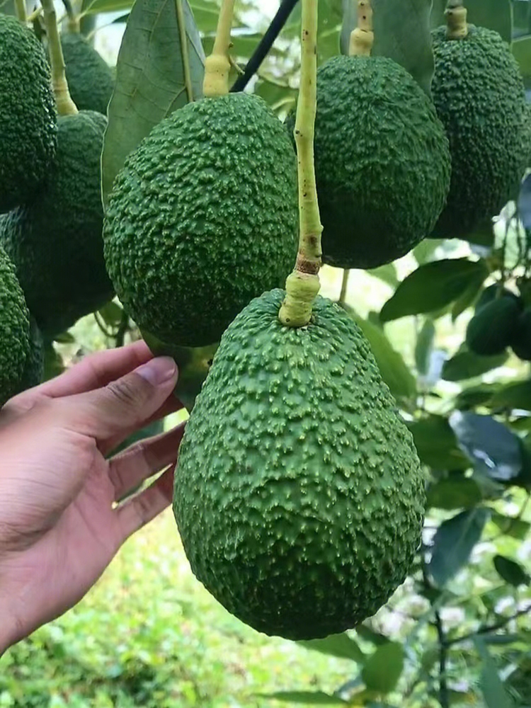 思茅牛油果云南当季新鲜水果鳄梨当季水果牛油果批发