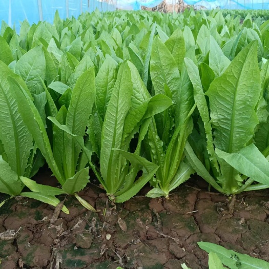 邯郸油麦菜   质量不错