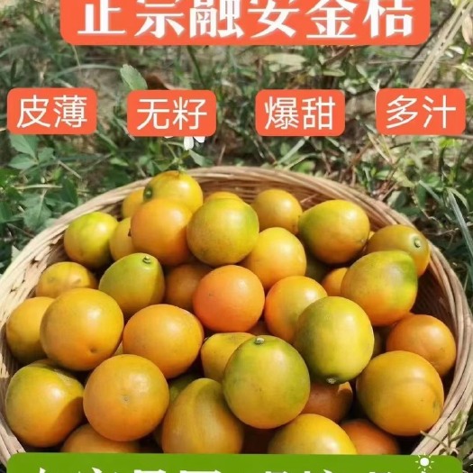融安县脆蜜金桔。