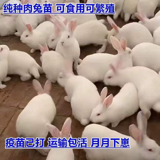 新沂市兔子活体兔子大型肉兔苗新西兰白兔
