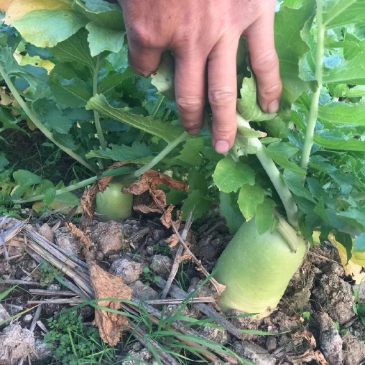 沙洋县湖北沙洋青罗卜，种植大量萝卜