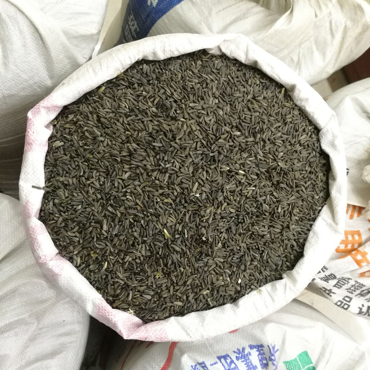 昆明2023【木香种子】半斤/云木香种子/高出芽率/基地批发